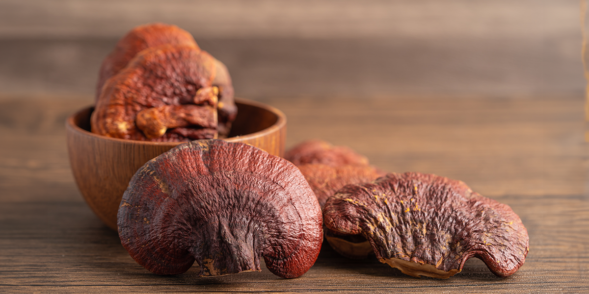Cogumelo Reishi: Descubra os Poderosos Benefícios para a Saúde