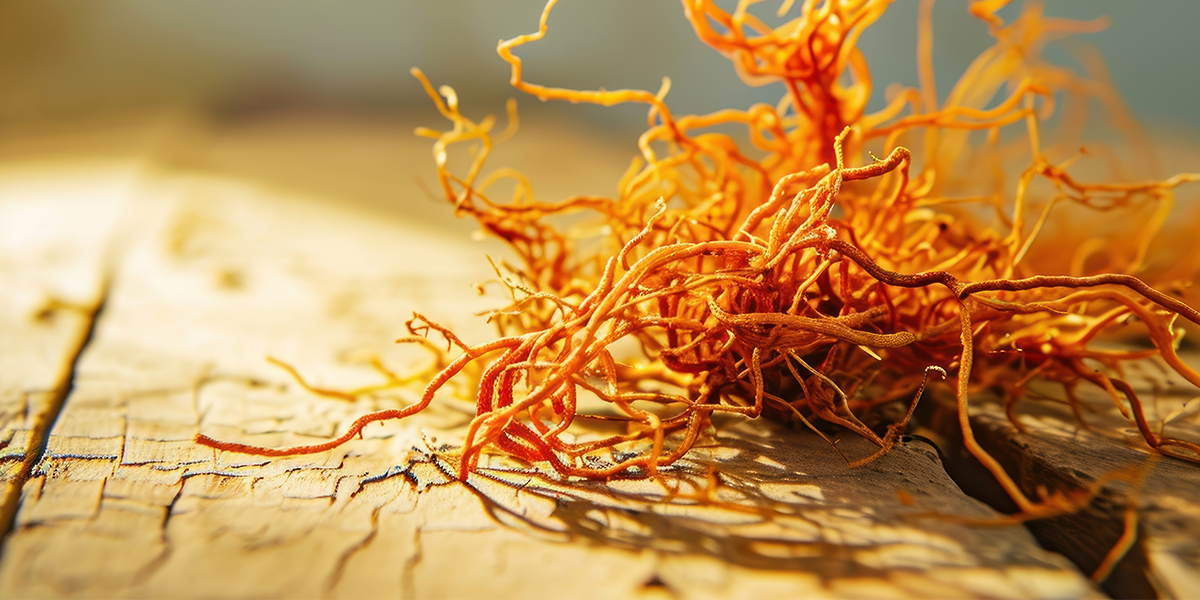 Cordyceps Sinensis: O Ativo Milenar que Revoluciona Energias e Saúde
